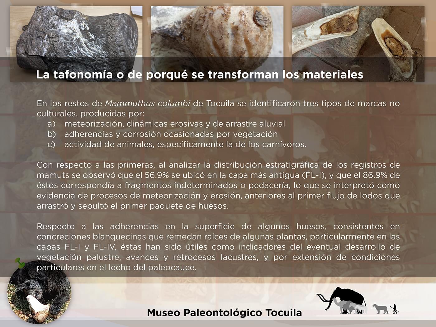 El Cedulario del Museo Tocuila