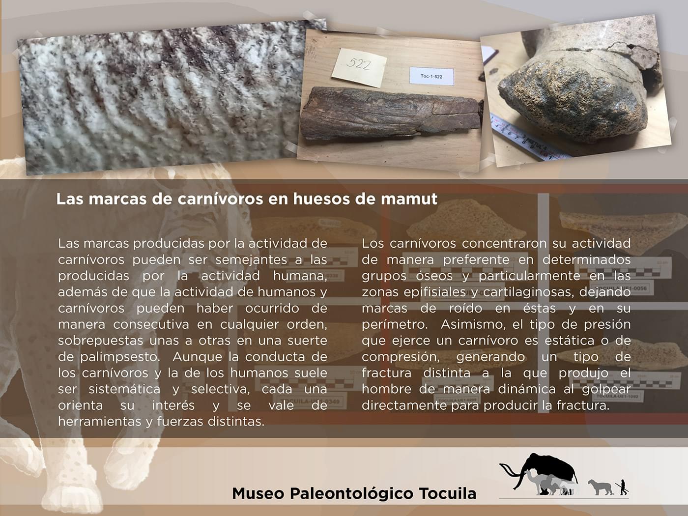 El Cedulario del Museo Tocuila