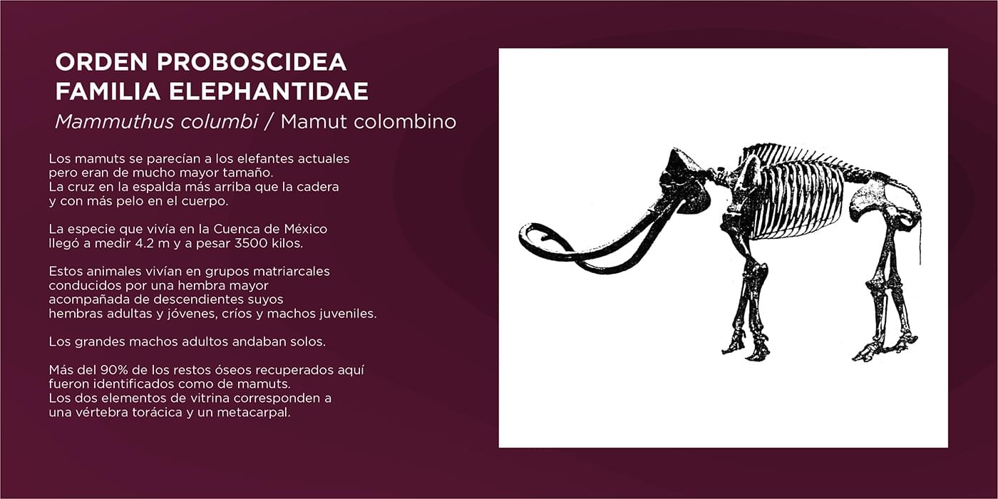 El Cedulario del Museo Tocuila