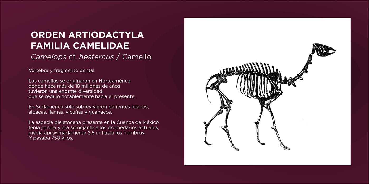 El Cedulario del Museo Tocuila