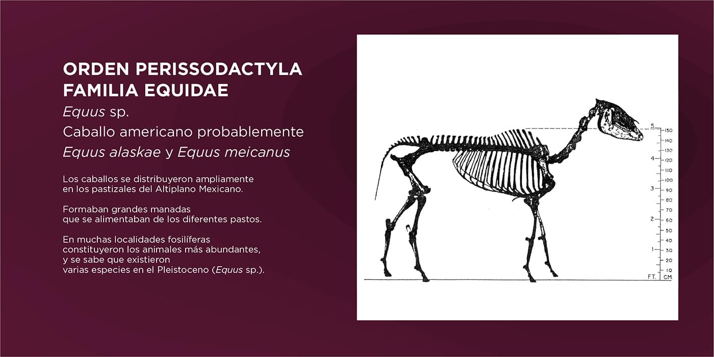 El Cedulario del Museo Tocuila