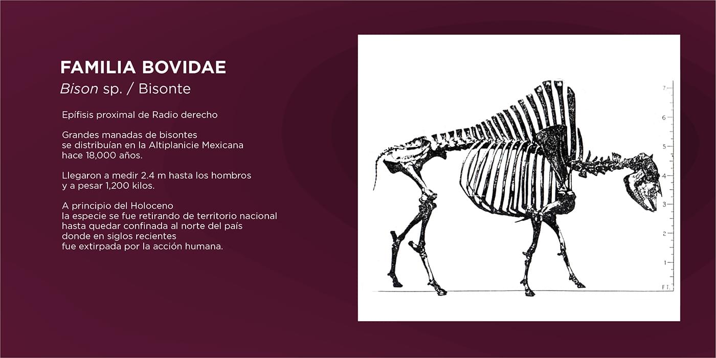 El Cedulario del Museo Tocuila