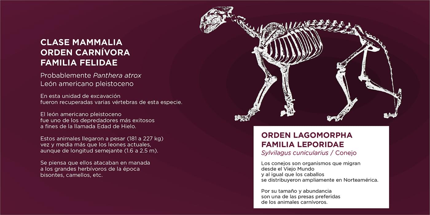 El Cedulario del Museo Tocuila